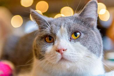 分级信息显示2009年RPG《崛起》将重新上市